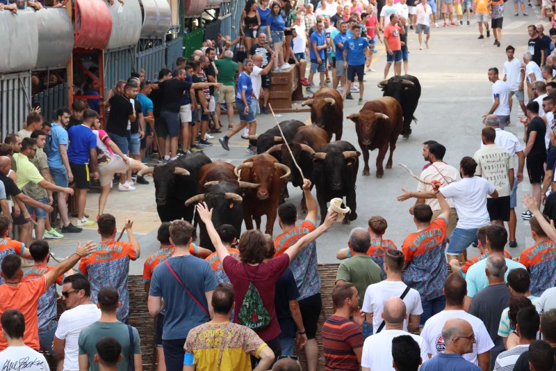 Els Coves s’enduu tots els premis del Concurs de Ramaderies de les Festes de Pedreguer Els Coves s’enduu tots els premis del Concurs de Ramaderies de les Festes de Pedreguer